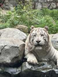 與自然共舞：南京紅山森林動物園之旅