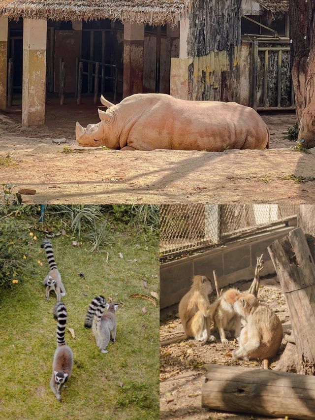 【廣州長隆】野生動物園兩日遊，與小動物親密接觸