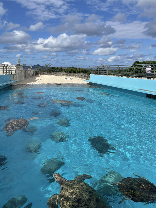 沖繩｜美麗海水族館