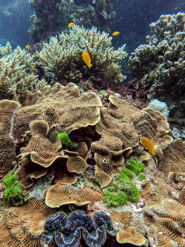 三亞潛水｜看見小丑魚！探索水下精靈的世界