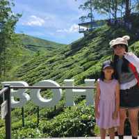 Sightseeing at Cameron Highland Boh Tea Plantation 