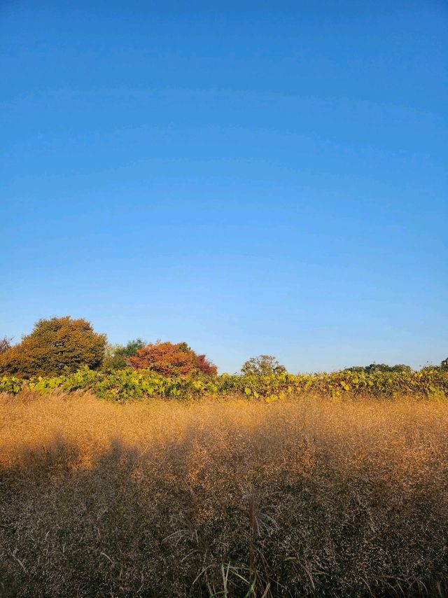 경주 첨성대, 핑크뮬리, 갈대밭, 해바라기 뷰 맛집 코스!!