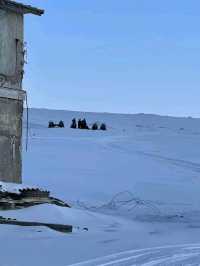 จุดรอชมแสงเหนือสุดฮิต เกาะ Svalbard 