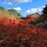 2024東福寺楓紅