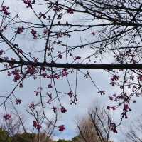 Embracing Tranquility at Ueno Park’s Scenic Avenues!