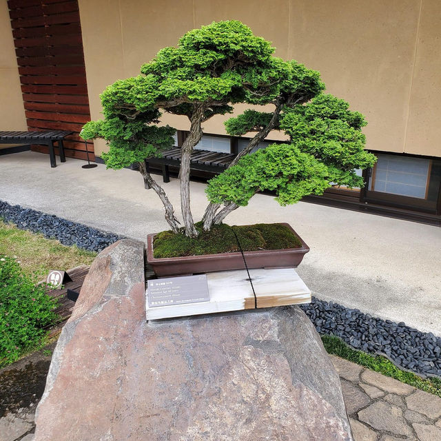 Omiya Bonsai Art Museum, Saitama 🗺️