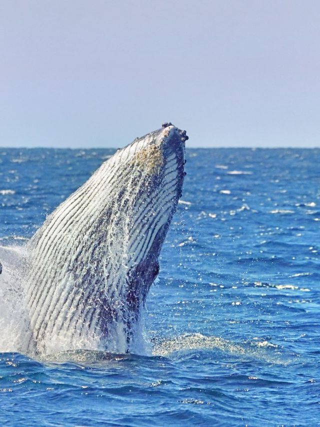 🌟 Sydney's Spectacular Sights: Opera, Whales, and Sails 🌟