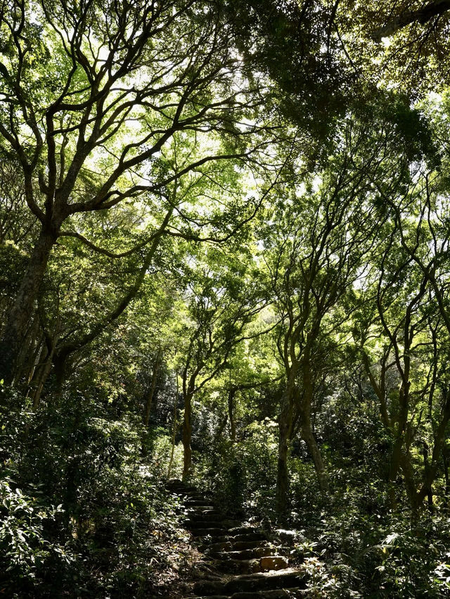 雲山疊翠：梧桐山的晨曦步履