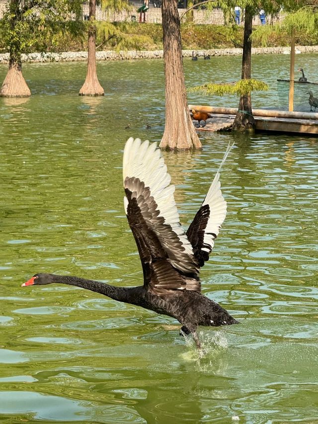 廣州動物園的小動物們你們都看了嗎