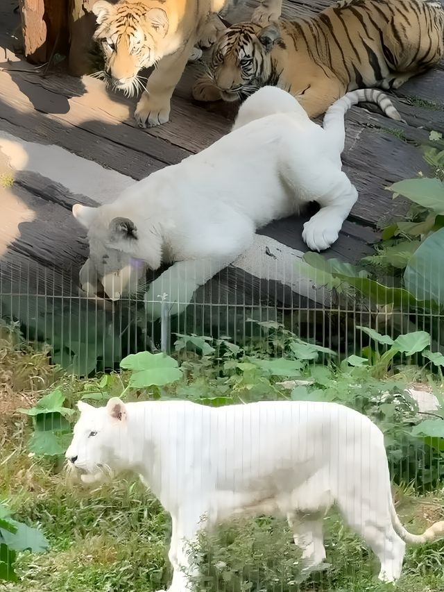 勇闖動物世界   見證原始動物景象