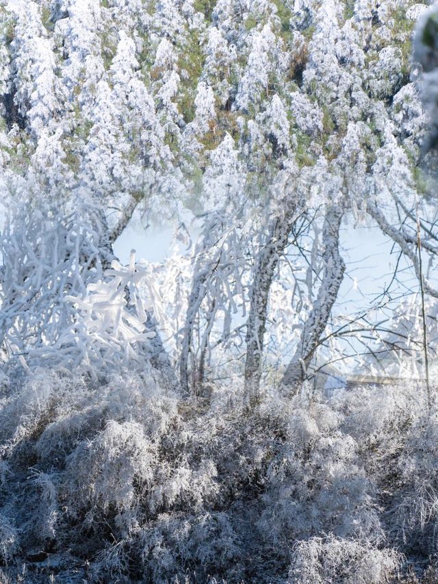 金佛山親子一日遊：冰雪歡樂之旅