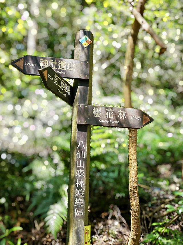 森林之歌：八仙山國家森林遊樂區的自然饗宴