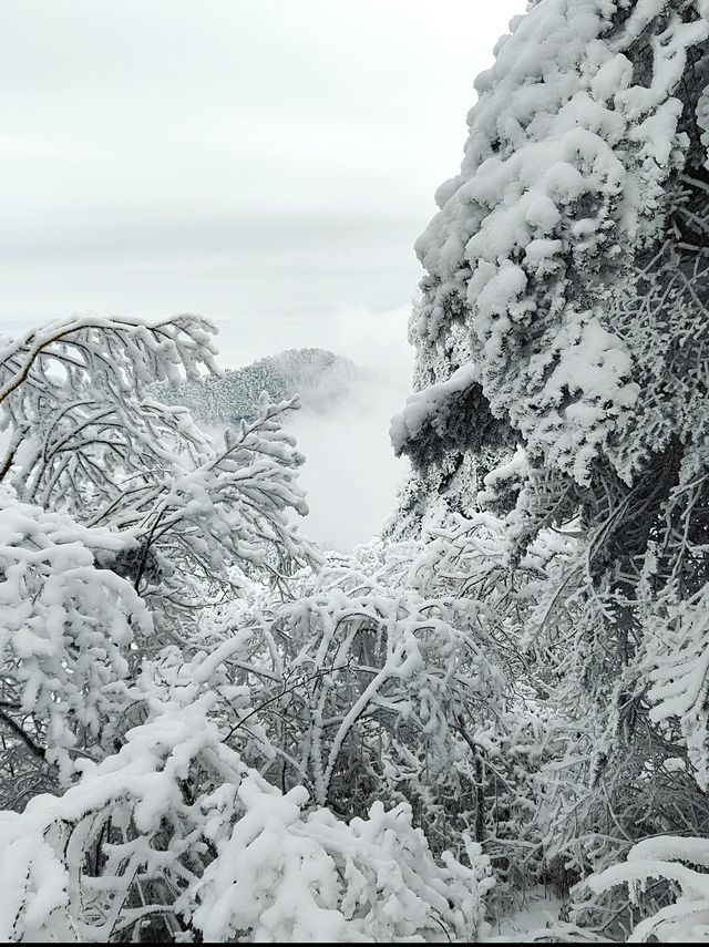 峨眉山的雪簡直封神了 | 冬季超詳細旅遊攻略