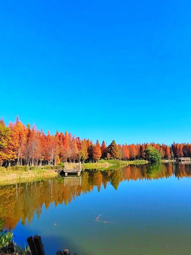 這裡才是昆明最美的紅杉樹，昆明的冬日美得更上一層樓……