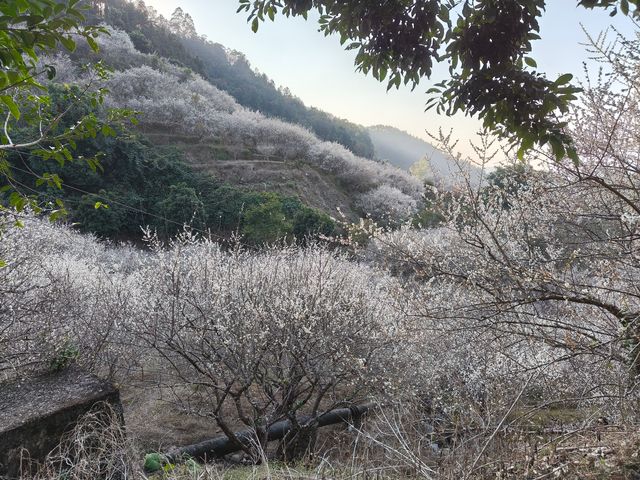 雲浮江門賞花2天遊