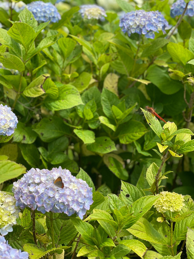 日本最大級の紫陽花の海原を見に行こう🥰💠🤍みちのくあじさい園