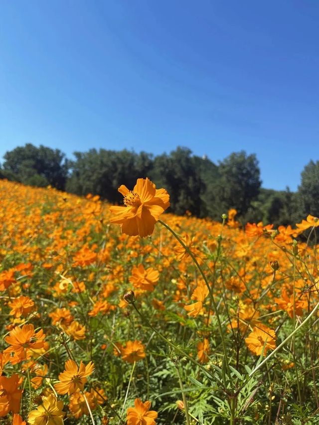 秒殺奧森今年最後的波斯菊花海，給我衝