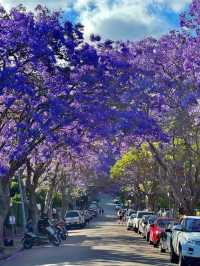 Chasing Jacarandas in Sydney