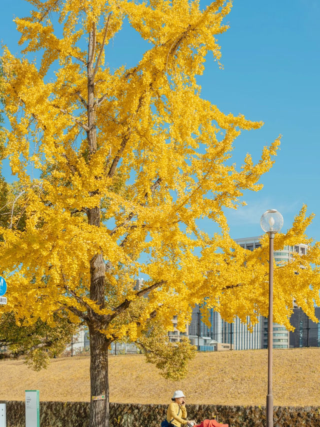 福岡舞鶴公園全攻略🥰看楓葉超推薦❤️