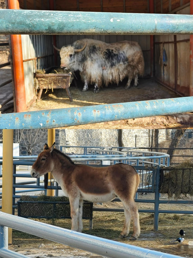 冬日探秘大連森林動物園，動物萌態百出！