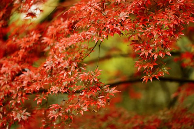 重慶中華美德公園的