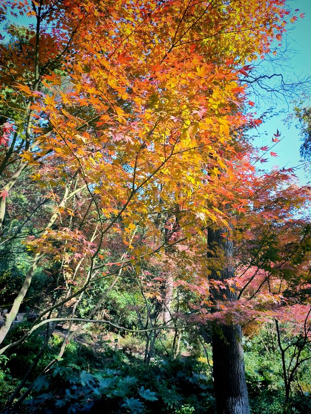 嶽麓山楓葉紅於二月紅