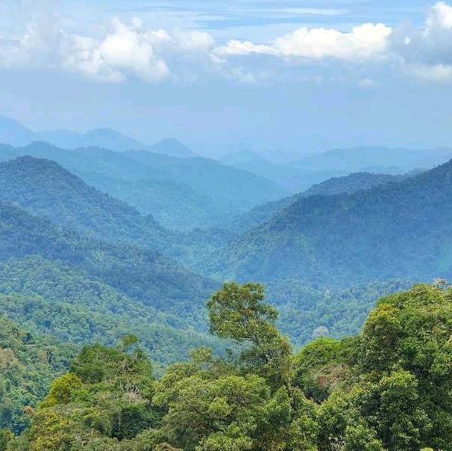 Cameron highlands - heads in the cloud