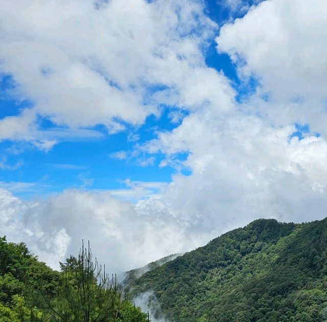 神木之鄉：阿里山森林遊樂園