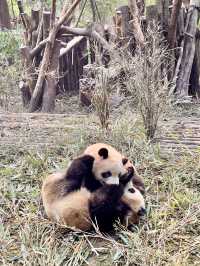 成都大熊貓🐼基地｜花花你在哪？