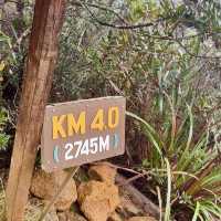 "Exploring the Enchanting Forest Views of Mount Kinabalu"