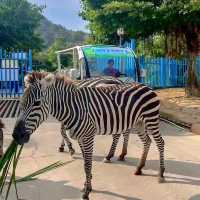 上海動物園⛲️神奇動物世界