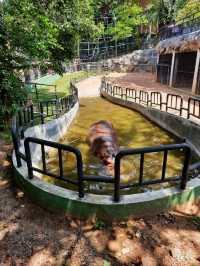 斯里蘭卡科倫坡動物園:和熱帶動物們來一次親密接觸