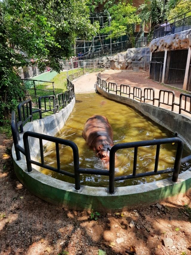 斯里蘭卡科倫坡動物園:和熱帶動物們來一次親密接觸