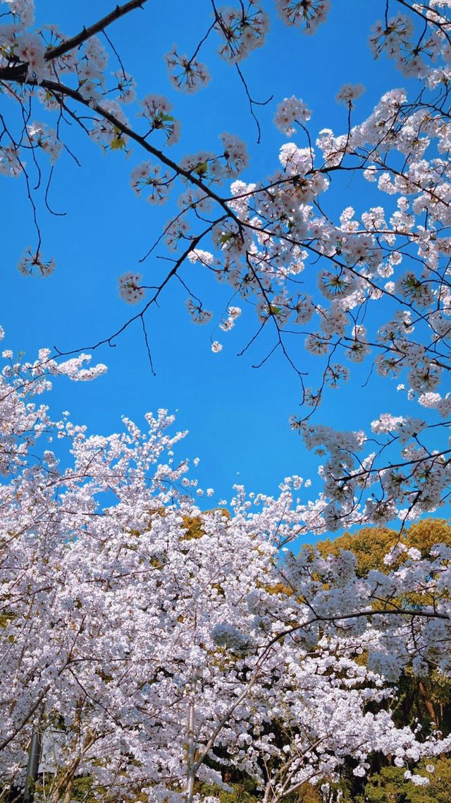 上海魯迅公園的櫻花池裡的春和景明