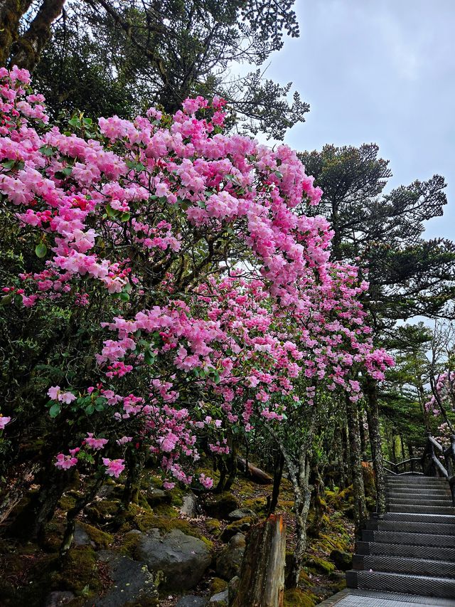 索瑪花開螺髻山