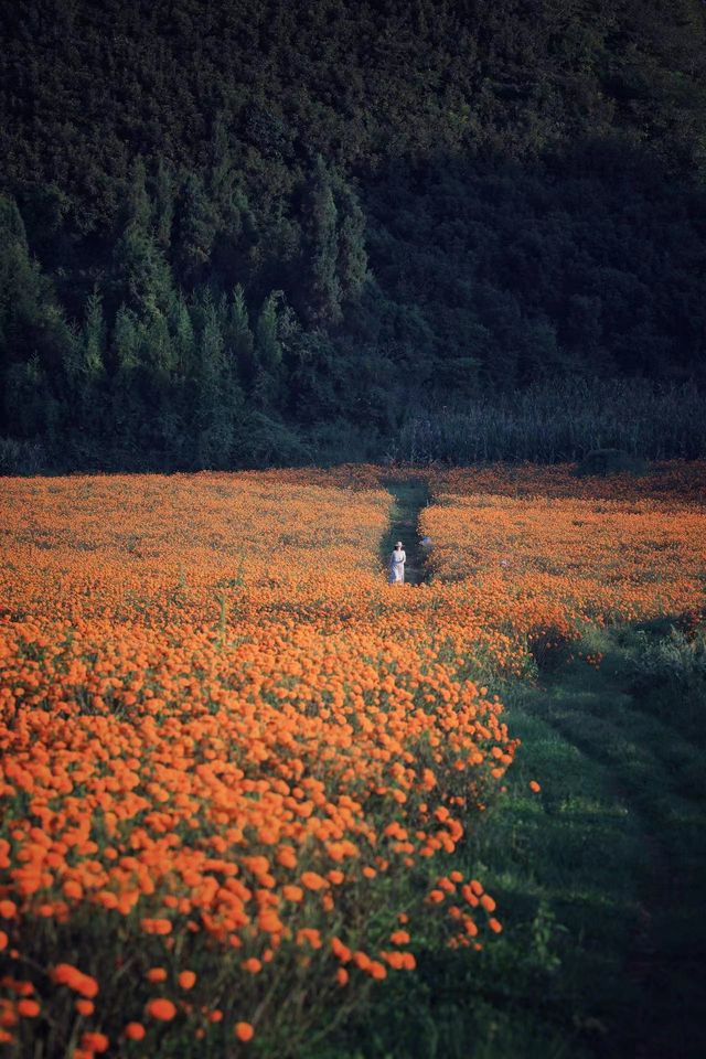 ｜分享中秋仍可追花海的好去處！。