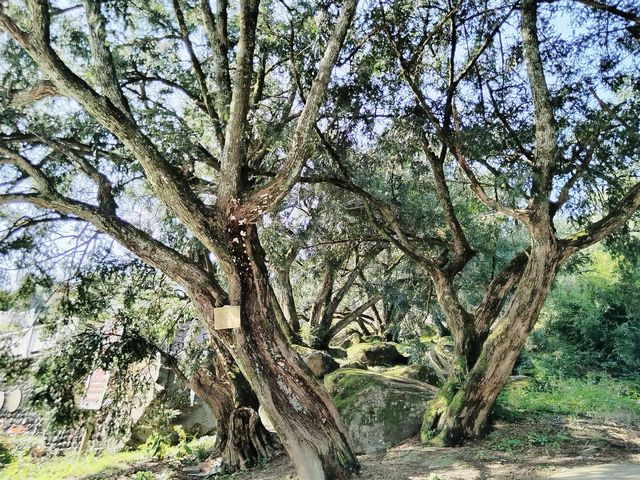 萬年巨石，千年榧林——嵊州白雁坑村。