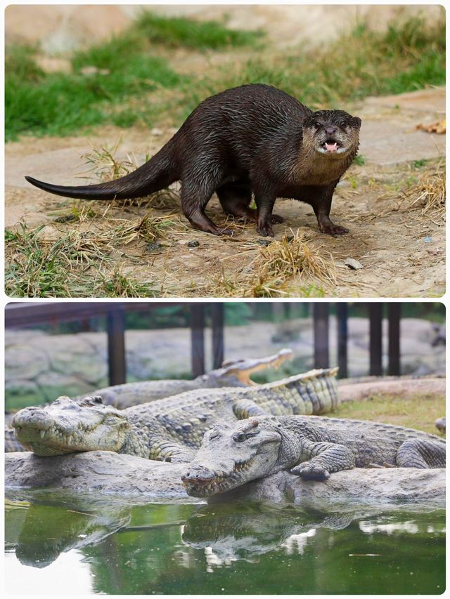 「瘋狂動物城」上海野生動物園走起。