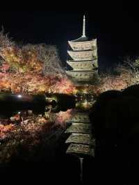 The Night Maple of Toji and the Ginkgo of Nishi Honganji are Amazing