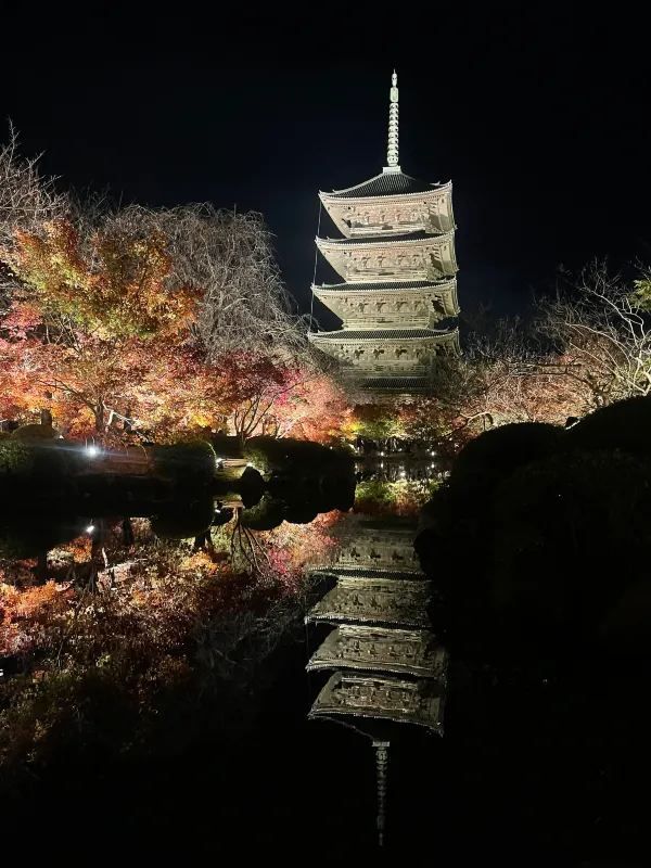 The Night Maple of Toji and the Ginkgo of Nishi Honganji are Amazing