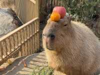 北京野生動物園暢遊攻略。