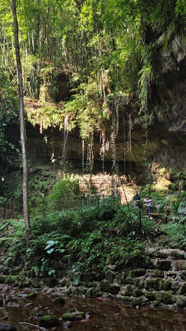 川西竹海｜翠綠仙境的自然之旅。