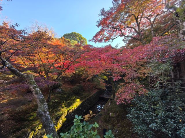 京都賞楓頂流之一：東福寺