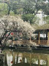 上海莘莊公園冬日賞梅攻略