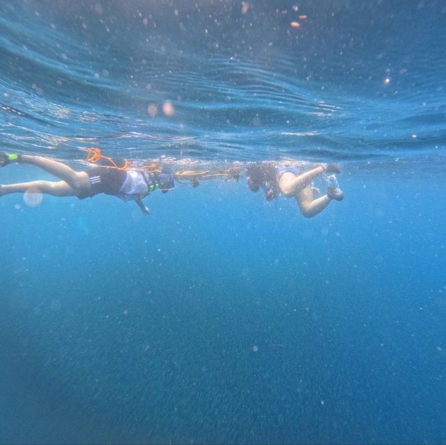 MoalBoal, Cebu sardines and turtle