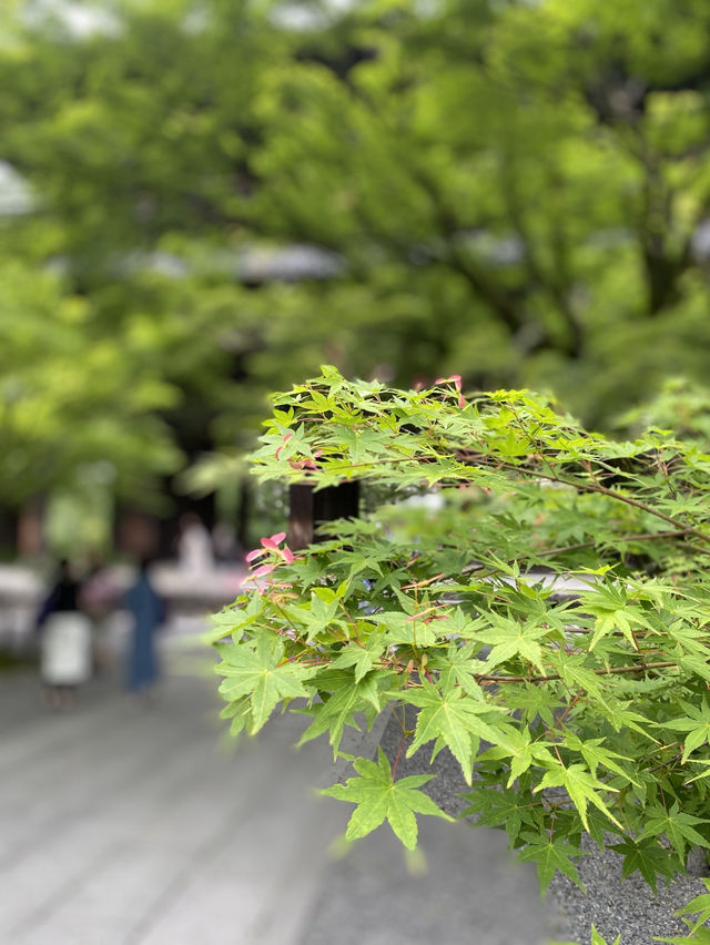 【京都】迫力！絶対見てほしい南禅寺の龍