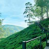 Nature’s Brew: The Scenic Wonders of BOH Tea Plantation