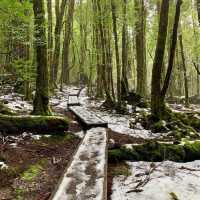 Cradle Mountain's Majestic Allure