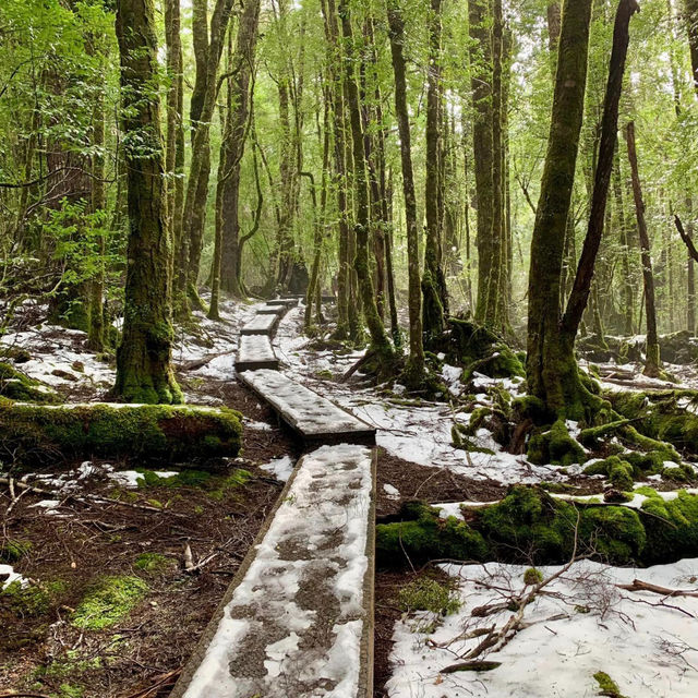 Cradle Mountain's Majestic Allure