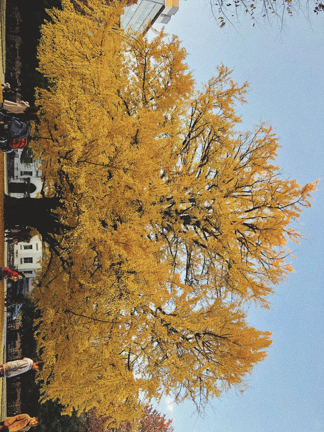 은행 보러 도쿄 대학 어때요?🍁